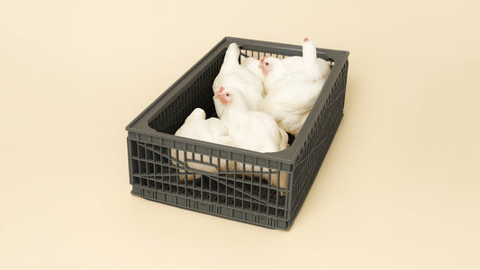 FT910 Bird Transport Box