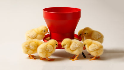 FT50 Deluxe Turbo Chick Feeder
