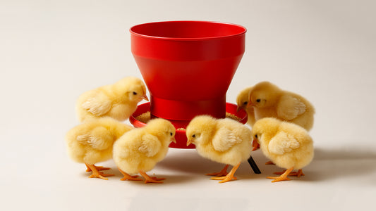 FT50 Deluxe Turbo Chick Feeder