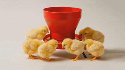 FT50 Deluxe Turbo Chick Feeder