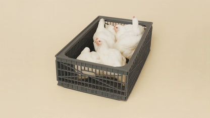 FT910 Bird Transport Box