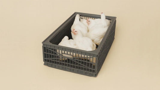 FT910 Bird Transport Box