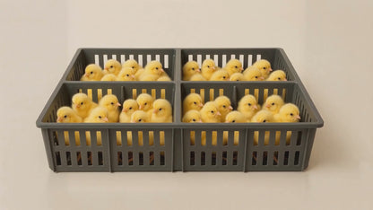 FT670 Chick Transport Box